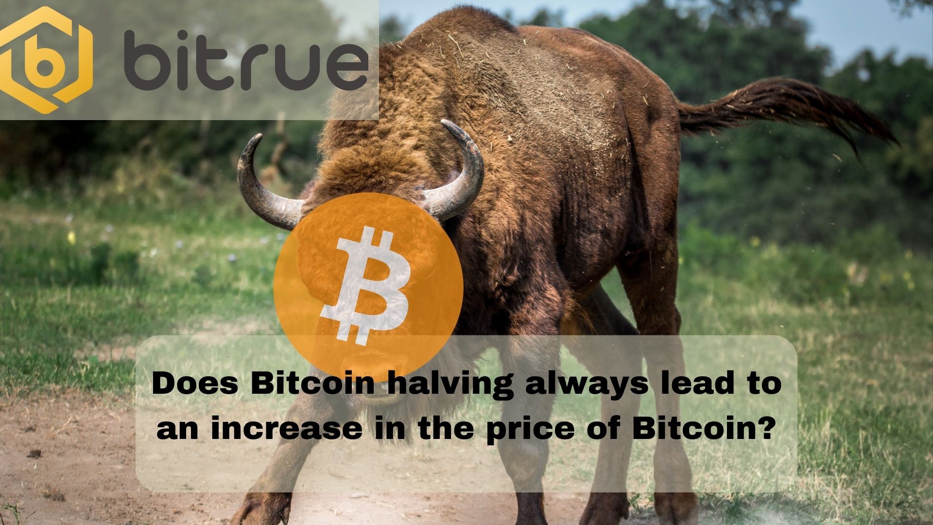 Does Bitcoin halving always lead to an increase in the price of Bitcoin.jpg