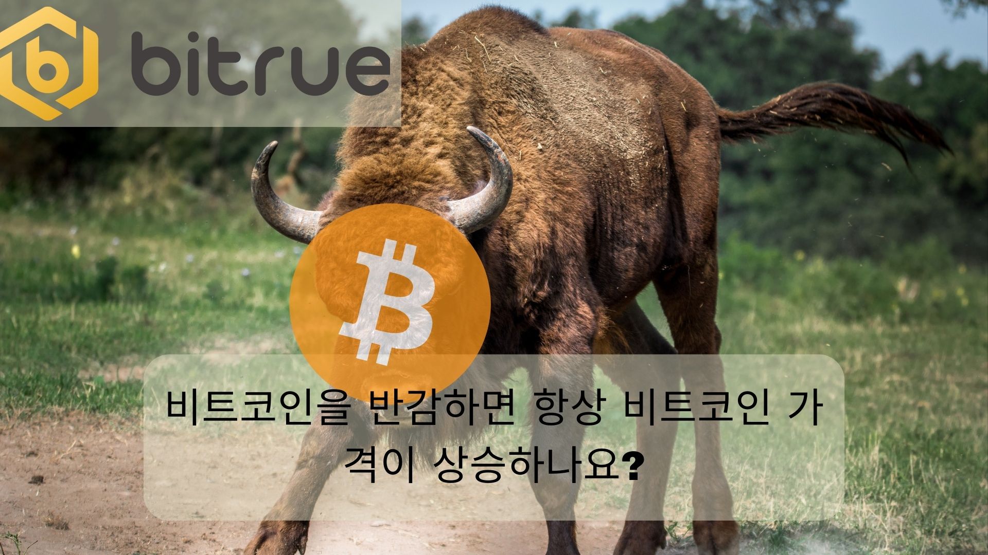 비트코인을 반감하면 항상 비트코인 ​​가격이 상승하나요.jpg