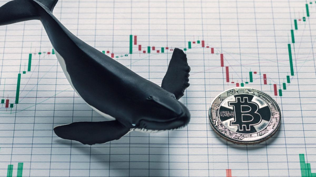 Bitcoin Whales는 어떻게 보유 자산을 보호합니까? – Bitrue FAQ