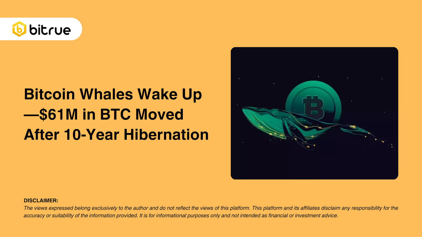 Bitcoin-walvissen worden wakker - $ 61 miljoen aan BTC verplaatst na een  winterslaap van 10 jaar – Bitrue FAQ